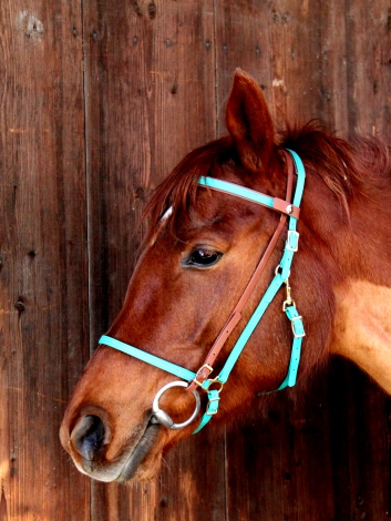 Distanztrense Quick Bridle