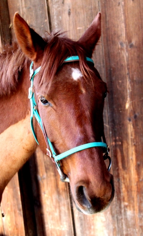 Distanztrense Quick Bridle